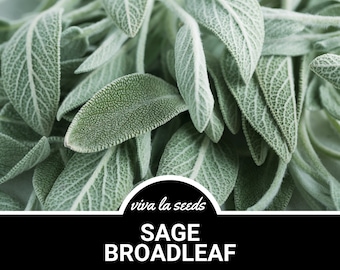 Sage, Broadleaf | 50 Seeds | Medicinal & Culinary Herb | Non GMO | Salvia officinalis