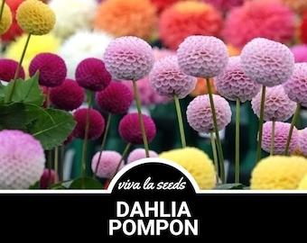 Dahlia, Pompon Mix | 25 Seeds | Easy to Grow | Dahlia variabilis