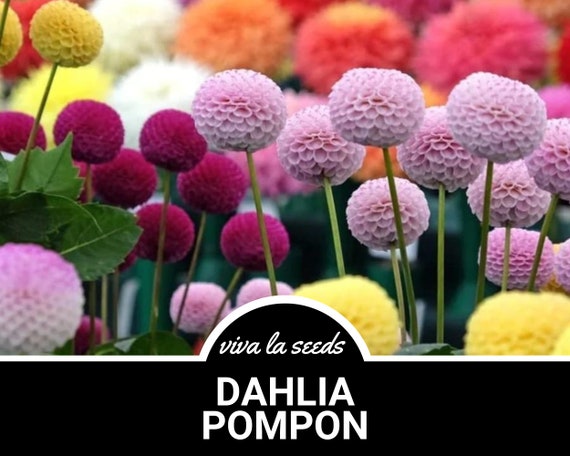 Dahlia, Pompon Mix | 25 Seeds | Easy to Grow | Dahlia Variabilis - Etsy