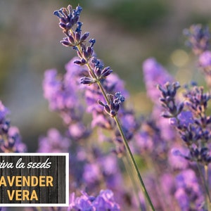 Lavender, Vera 100 Seeds Medicinal Culinary Herb Non GMO Lavandula angustifolia image 7