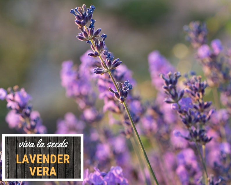 Lavender, Vera 100 Seeds Medicinal Culinary Herb Non GMO Lavandula angustifolia image 7