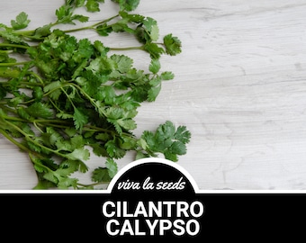 Cilantro, Calypso Slow Bolt | Coriander | 100 Seeds | Medicinal Herb | Culinary | Heirloom | Non GMO | Coriandrum sativum