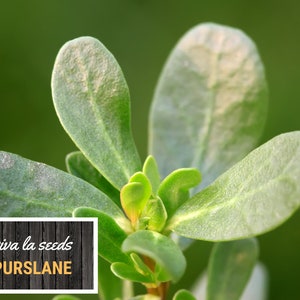 May include: Close-up of a green purslane plant with succulent leaves. The plant is labeled "viva la seeds Purslane".