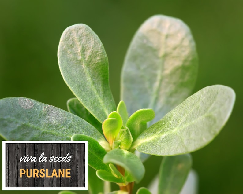 May include: Close-up of a green purslane plant with succulent leaves. The plant is labeled "viva la seeds Purslane".