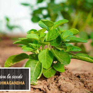 K&ouml;nnte beinhalten: Nahaufnahme einer jungen Ashwagandha-Pflanze, die in Erde w&auml;chst. Die Pflanze hat gr&uuml;ne Bl&auml;tter und ist von brauner Erde umgeben. Der Text "viva la seeds ASHWAGANDHA" ist in der linken unteren Ecke des Bildes sichtbar.