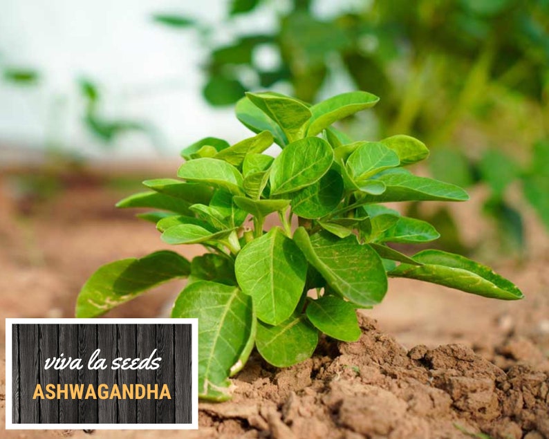 K&ouml;nnte beinhalten: Nahaufnahme einer jungen Ashwagandha-Pflanze, die in Erde w&auml;chst. Die Pflanze hat gr&uuml;ne Bl&auml;tter und ist von brauner Erde umgeben. Der Text "viva la seeds ASHWAGANDHA" ist in der linken unteren Ecke des Bildes sichtbar.