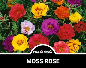 Moss Rose, Mix | 250 Seeds | Heirloom | Colorful Blooms | Low Maintenance | Portulaca grandiflora