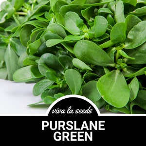 May include: A close-up of a bunch of fresh green purslane leaves. The text "viva la seeds" and "PURSLANE GREEN" is visible in the image.