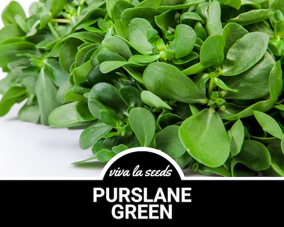 Purslane Wild Green | 100 Seeds | Medicinal & Culinary Herb | One of the Most Nutritious Edible Plants Non GMO | Portulaca Oleracea