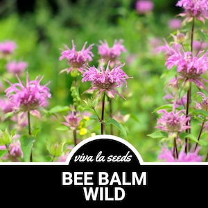 Bee Balm, Wild Bergamot | Mintleaf | 100 Seeds | Medicinal Herb | Easy to Grow | Non GMO | Monarda Fistulosa