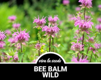 Bee Balm, Wild Bergamot | Mintleaf | 100 Seeds | Medicinal Herb | Easy to Grow | Non GMO | Monarda Fistulosa