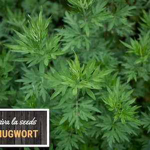May include: A close-up image of a patch of green mugwort plants. The text "viva la seeds MUGWORT" is on a wooden background.