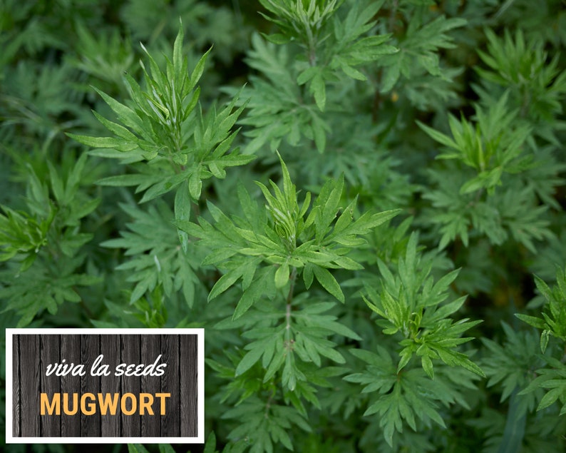 May include: A close-up image of a patch of green mugwort plants. The text "viva la seeds MUGWORT" is on a wooden background.