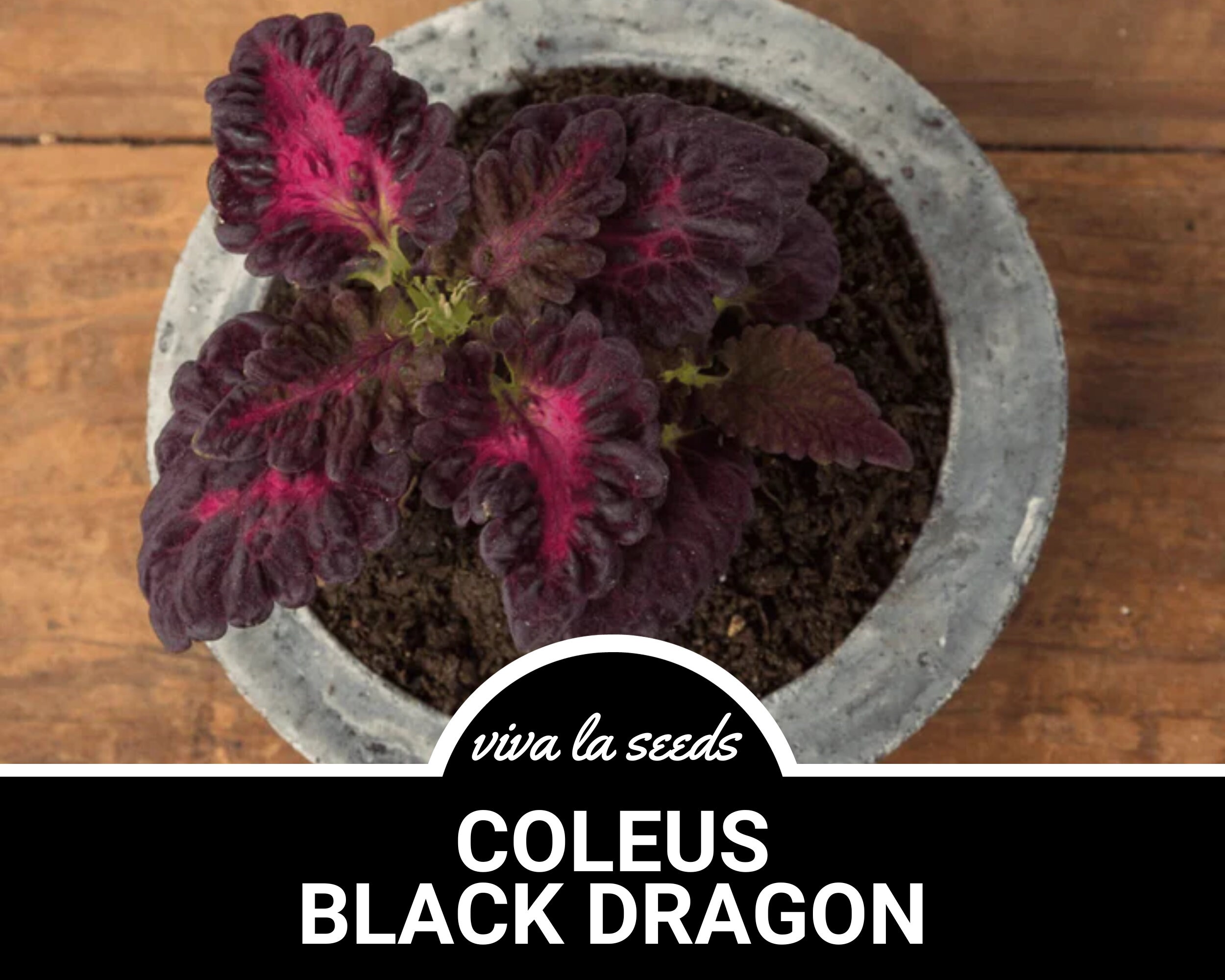 Coleus, Black Dragon | 20 Seeds | Indoor - Outdoor Plant | Black & Red |  Plectranthus Scutellarioides - Etsy