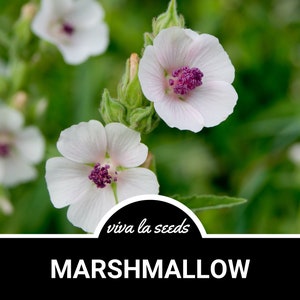 Marshmallow | 50 Seeds | Medicinal | Culinary Herb | Non GMO | Althaea officinalis