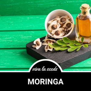 Moringa, Tree of Life | 10 Seeds | Heirloom | Miracle Tree | Drumstick Tree | Water Purifier | Moringa oleifera image 6