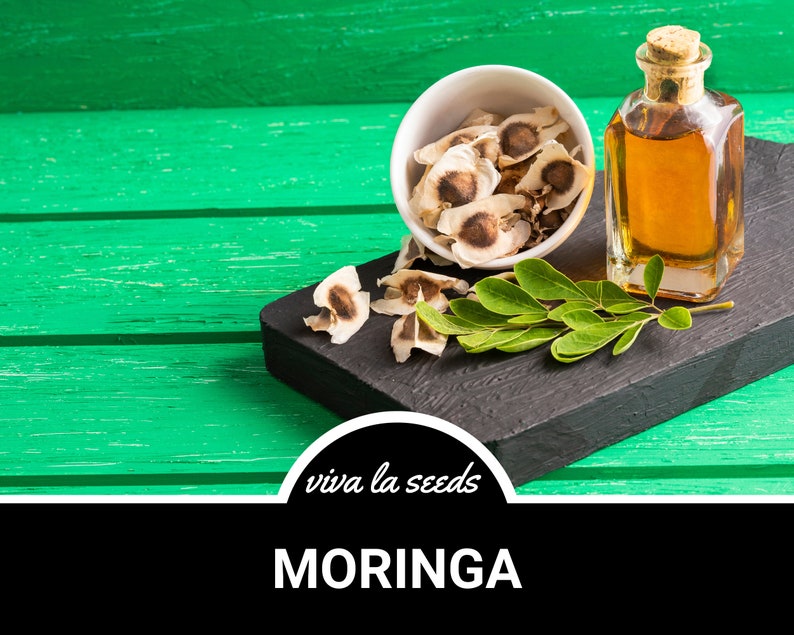 Moringa, Tree of Life | 10 Seeds | Heirloom | Miracle Tree | Drumstick Tree | Water Purifier | Moringa oleifera image 6