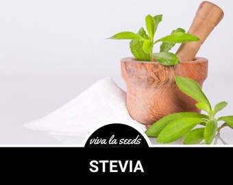 Stevia | Sugar Leaf | 50 Seeds | Medicinal Herb | Heirloom | Non GMO | Stevia rebaudiana