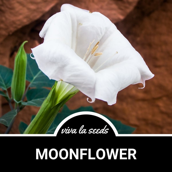 Moonflower| 25 Seeds | Heirloom Flower | Classic White | Fragrant Blooms at Night | Ipomoea alba