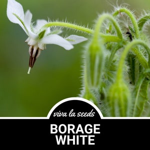 Borage, White | 50 Seeds | Heirloom Herb | Medicinal & Culinary Plant | Non-GMO | Borago officinalis