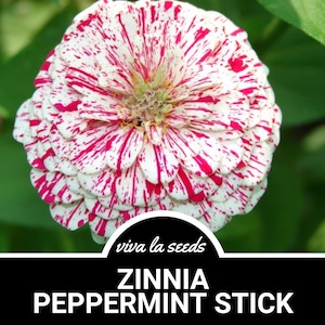 May include: A close-up of a white and pink Zinnia Peppermint Stick flower. The flower has a red and white striped pattern. The text "viva la seeds" and "Zinnia Peppermint Stick" is visible below the flower.