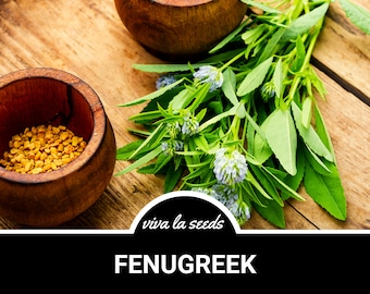 Fenugreek | 50 Seeds | Medicinal & Culinary Herb | Heirloom | Non GMO | Trigonella foenum-graecum