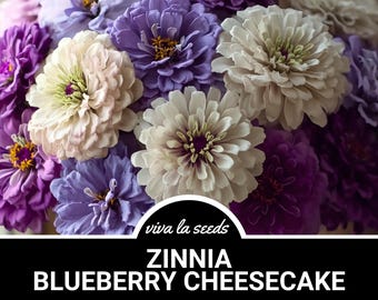 Zinnia, Tarta de Queso con Arándanos / 100 Semillas / Flores Blancas, Lavanda, Púrpuras y Violetas / Fácil de Cultivar / Sin OMG / Zinnia elegans