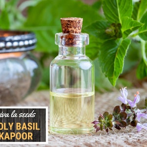 K&ouml;nnte beinhalten: Eine kleine Glasflasche mit &auml;therischem &Ouml;l aus Heiligem Basilikum Kapoor mit einem Korkverschluss. Die Flasche steht auf einer braunen Oberfl&auml;che mit einem Zweig lila Bl&uuml;ten und gr&uuml;nen Bl&auml;ttern.