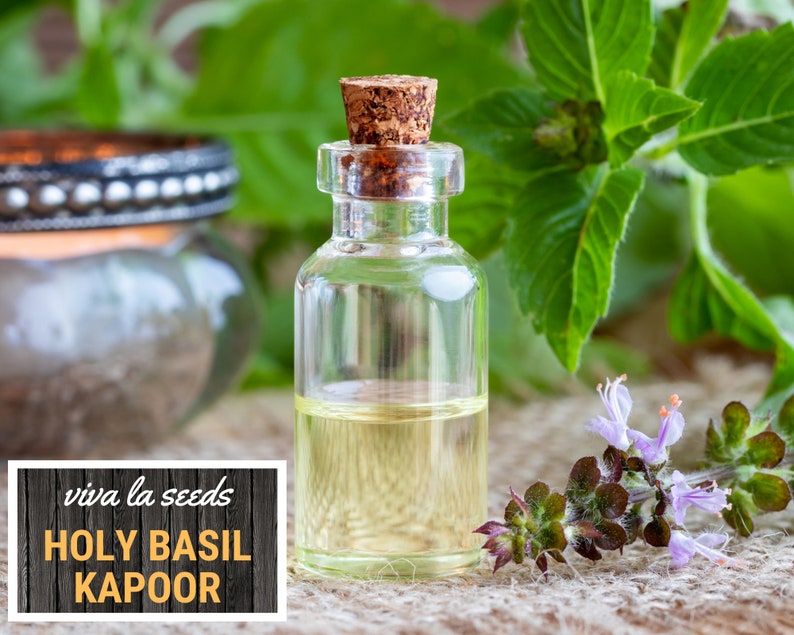 K&ouml;nnte beinhalten: Eine kleine Glasflasche mit &auml;therischem &Ouml;l aus Heiligem Basilikum Kapoor mit einem Korkverschluss. Die Flasche steht auf einer braunen Oberfl&auml;che mit einem Zweig lila Bl&uuml;ten und gr&uuml;nen Bl&auml;ttern.