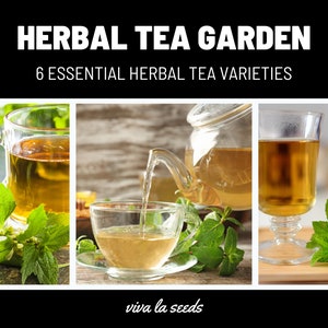 Tea Garden Seed Collection | 6 Essential Tea Herb Seeds | 20% Savings