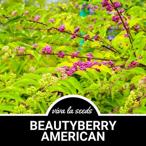 Beautyberry, American | 30 Seeds | Heirloom | Non-GMO | Callicarpa americana