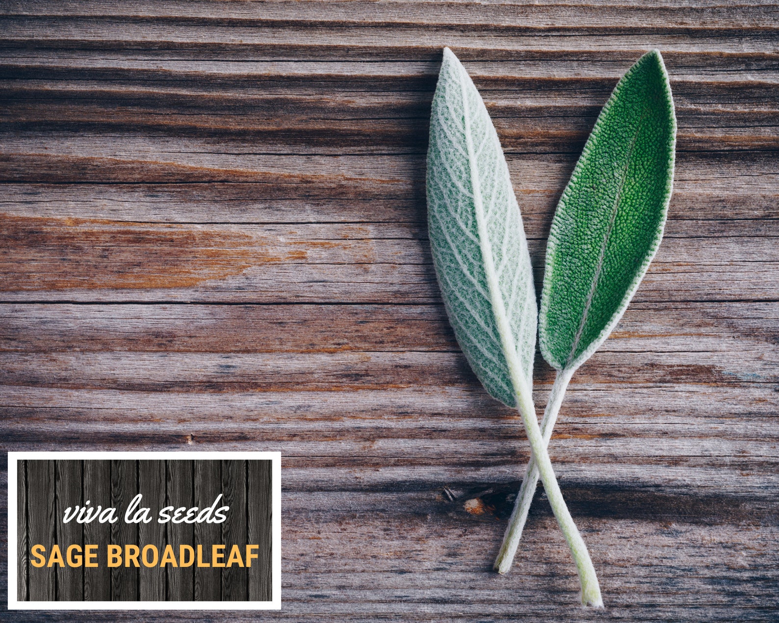 Sage, Broadleaf | 50 Seeds | Medicinal & Culinary Herb | Non GMO ...