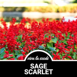 Puede incluir: Primer plano de un lecho de vibrantes flores rojas de Salvia Scarlet. Las flores est&aacute;n en plena floraci&oacute;n y tienen un follaje verde exuberante. El texto "viva la seeds" y "SAGE SCARLET" se muestra sobre un fondo negro.
