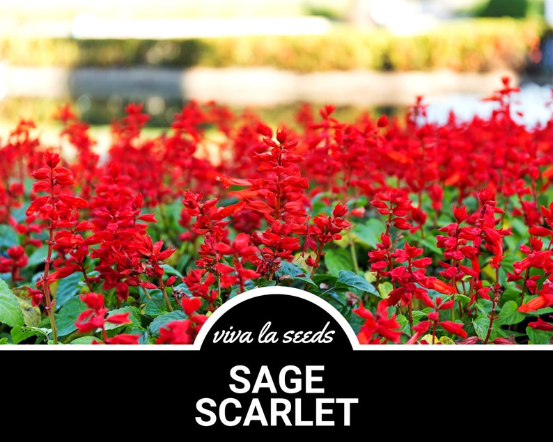Puede incluir: Primer plano de un lecho de vibrantes flores rojas de Salvia Scarlet. Las flores est&aacute;n en plena floraci&oacute;n y tienen un follaje verde exuberante. El texto "viva la seeds" y "SAGE SCARLET" se muestra sobre un fondo negro.