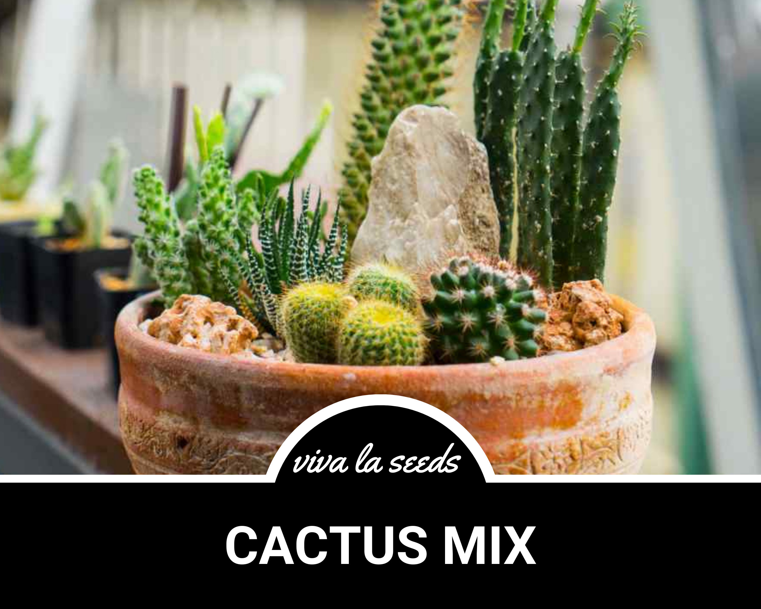 leather from cactus Cactus Leather  Fireweed Stitches