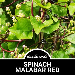 Puede incluir: Primer plano de una planta de espinacas Malabar verde vibrante con tallos rojos y peque&ntilde;as bayas de color p&uacute;rpura oscuro. La planta crece verticalmente y tiene un aspecto exuberante y saludable. El texto "viva la seeds" y "SPINACH MALABAR RED" es visible en la imagen.