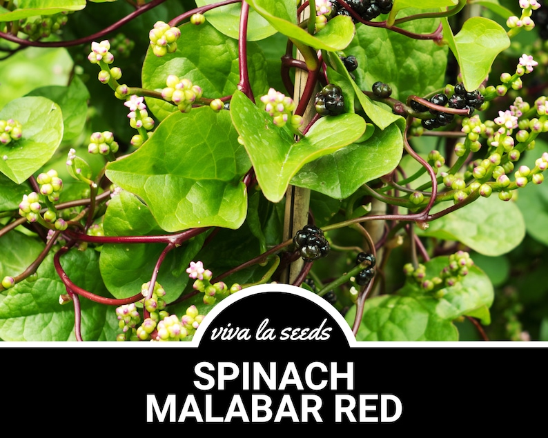 Puede incluir: Primer plano de una planta de espinacas Malabar verde vibrante con tallos rojos y peque&ntilde;as bayas de color p&uacute;rpura oscuro. La planta crece verticalmente y tiene un aspecto exuberante y saludable. El texto "viva la seeds" y "SPINACH MALABAR RED" es visible en la imagen.
