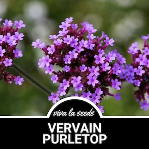 Vervain, Purpletop | 100 Seeds | Pollinator Friendly | Non GMO | Verbena bonariensis