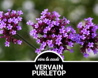 Vervain, Purpletop | 100 Seeds | Pollinator Friendly | Non GMO | Verbena bonariensis