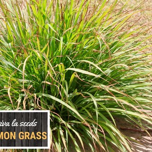 May include: A vibrant, close-up shot of a lemon grass plant. The plant features long, green blades with some brown tips. The text "viva la seeds" and "LEMON GRASS" is displayed on a black wooden background.