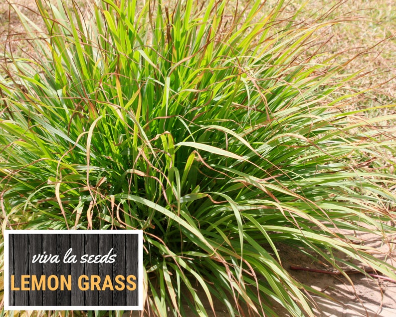 May include: A vibrant, close-up shot of a lemon grass plant. The plant features long, green blades with some brown tips. The text "viva la seeds" and "LEMON GRASS" is displayed on a black wooden background.