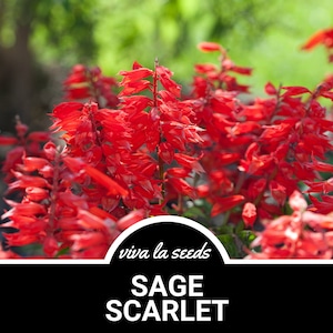 Puede incluir: Primer plano de una planta con flores rojas vibrantes con el texto "viva la seeds SAGE SCARLET" sobre un fondo negro.