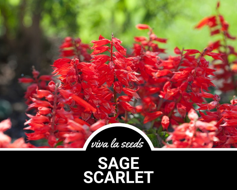 Puede incluir: Primer plano de una planta con flores rojas vibrantes con el texto "viva la seeds SAGE SCARLET" sobre un fondo negro.