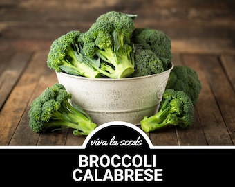Broccoli, Calabrese Sprouting | 100 Seeds | Heirloom | Non-GMO | Brasssica oleracea