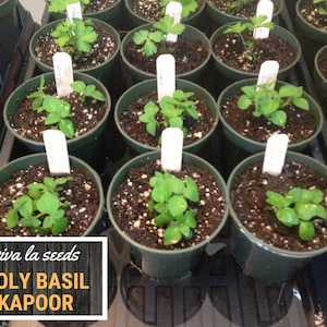 K&ouml;nnte beinhalten: Nahaufnahme von mehreren kleinen gr&uuml;nen Pflanzen, die in schwarzen Plastikt&ouml;pfen wachsen. Die Pflanzen sind mit wei&szlig;en Etiketten beschriftet, auf denen "viva la seeds HOLY BASIL KAPOOR" steht.