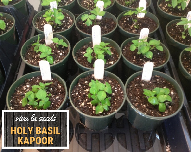 K&ouml;nnte beinhalten: Nahaufnahme von mehreren kleinen gr&uuml;nen Pflanzen, die in schwarzen Plastikt&ouml;pfen wachsen. Die Pflanzen sind mit wei&szlig;en Etiketten beschriftet, auf denen "viva la seeds HOLY BASIL KAPOOR" steht.