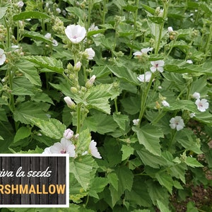 May include: A close-up of a patch of white marshmallow flowers with green leaves. The text "viva la seeds MARSHMALLOW" is visible in the bottom left corner of the image.