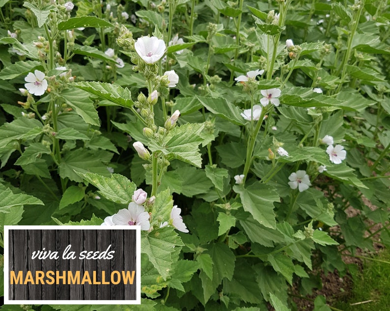 May include: A close-up of a patch of white marshmallow flowers with green leaves. The text "viva la seeds MARSHMALLOW" is visible in the bottom left corner of the image.
