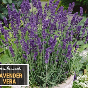 Lavender, Vera 100 Seeds Medicinal Culinary Herb Non GMO Lavandula angustifolia image 4