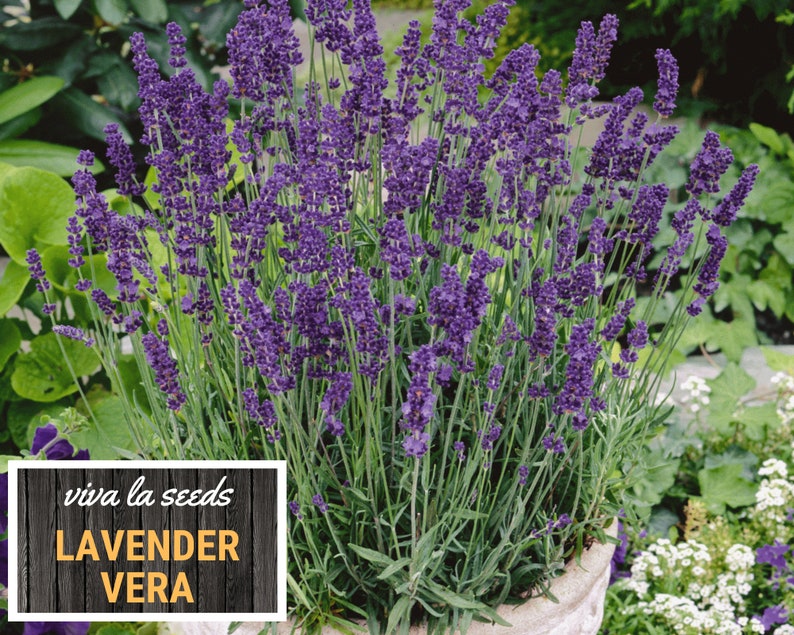 Lavender, Vera 100 Seeds Medicinal Culinary Herb Non GMO Lavandula angustifolia image 4